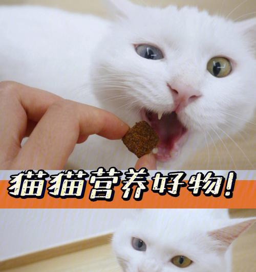 猫咪饮食之蛋黄摄入量剖析（一周岁猫咪一天吃多少）