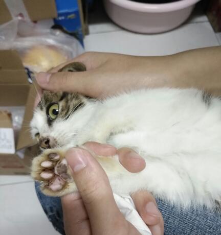 「左前爪高高举起，猫咪为何这样做（以猫咪的动作解析宠物行为特点与健康状况）