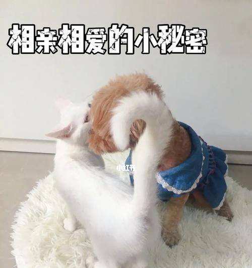 猫咪常常舔自己身上的原因（揭秘宠物猫咪自我清洁的奥秘）