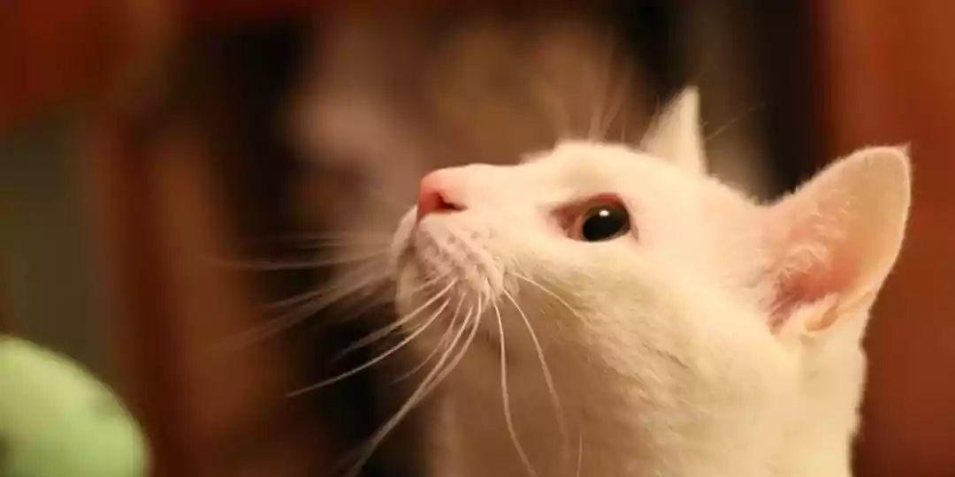 猫咪用鼻子与主人互动的秘密（揭秘猫咪鼻子碰人手指的真相）