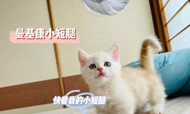 猫咪蹲厕好不好（宠物专家解答你的疑惑）