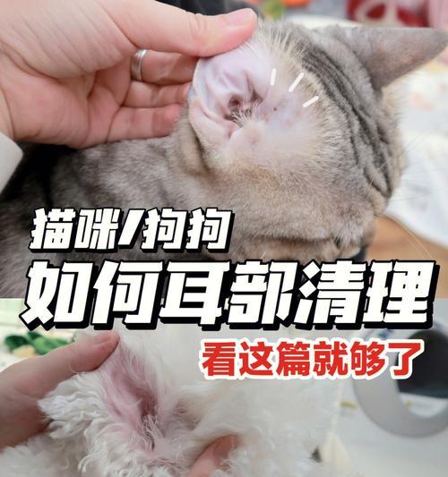 猫咪有耳螨会传染给狗吗（宠物主人需知的耳螨病情预防和治疗方法）