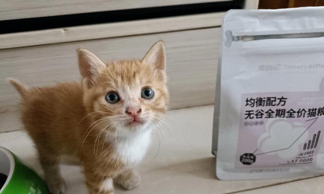 猫咪孕期营养补充的重要性（怀孕的猫咪需要多加关注的营养需求）