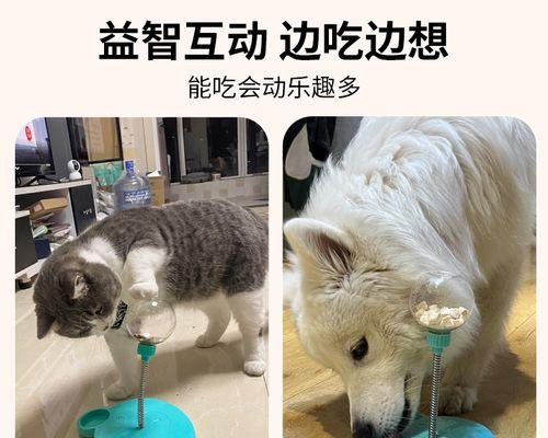 猫咪在墙上蹭到了（从猫咪蹭墙看宠物的日常表现）