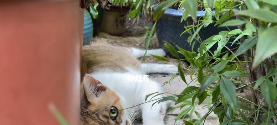 如何让宠物猫咪度过舒适的夏日（夏季猫咪避暑小技巧）