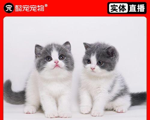 猫咪乱撒尿的原因及解决方法（从宠物主人的角度出发）