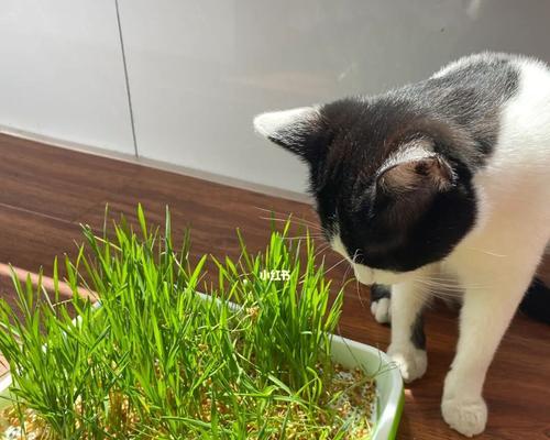 猫咪为什么喜欢吃猫草（探究猫咪喜欢吃猫草的原因和好处）