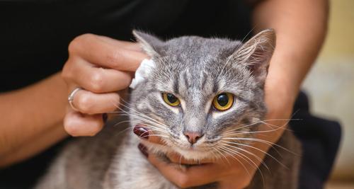 宠物猫半夜发烧怎么办（应对猫咪发烧的正确方法）