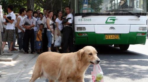 小猫被车压了怎么办（宠物受伤急救方法与防范措施）