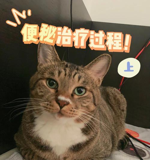 小猫便秘，如何帮助它排便（宠物便秘的原因）