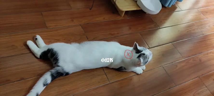 以小猫脖子骨头高为主题的宠物关爱知识分享（了解小猫脖子骨头的重要性）