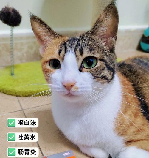 小猫不吃东西怎么办（教你如何解决宠物饮食问题）