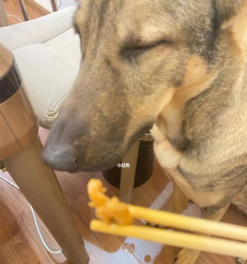 小猫呕吐的原因及处理方法（宠物猫的饮食安全问题及预防措施）