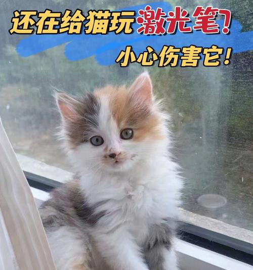 小猫不会玩激光笔的教训（宠物玩具使用的注意事项）