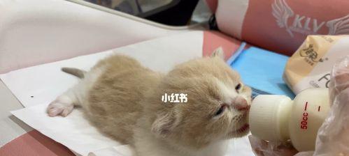 宠物小猫不能喝牛奶的原因（揭开小猫喝牛奶的神秘面纱）