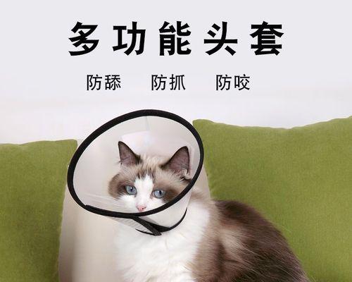 小猫的固执导致伊丽莎白无法出行（宠物主人之间的矛盾与和解）