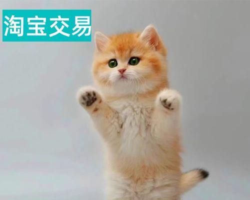 小猫为什么不让碰脚掌（揭秘宠物行为奥秘）