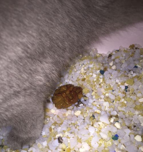 小猫拉肚子怎么办？宠物饮食健康管理指南