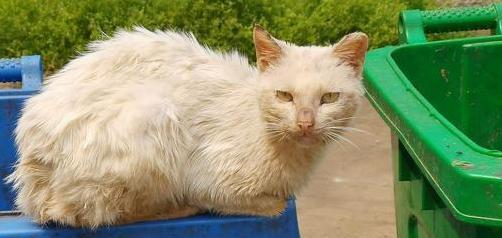 小猫的饮食习惯（探讨火腿肠是否适合小猫食用）