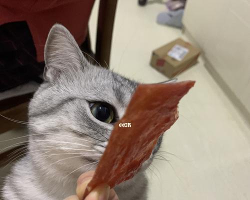 小猫的饮食习惯（探讨火腿肠是否适合小猫食用）