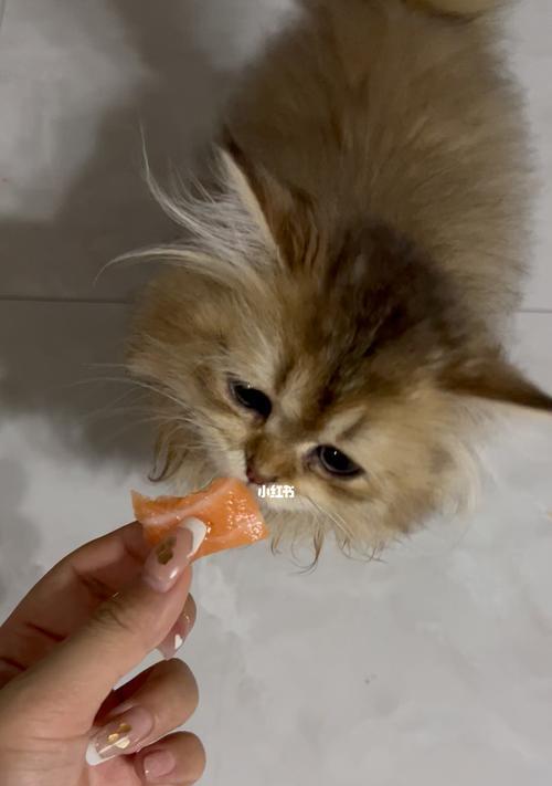 宠物猫吃的少（小猫为什么食量不大）