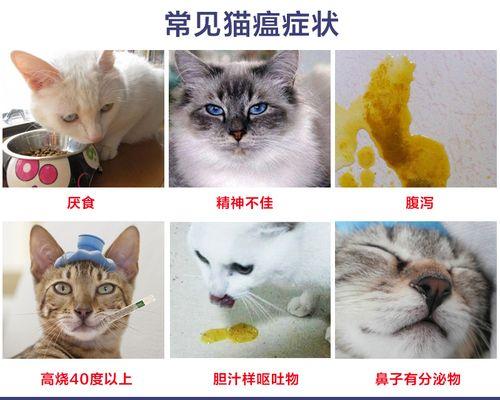 小猫吃多了会吐（宠物健康管理必备）