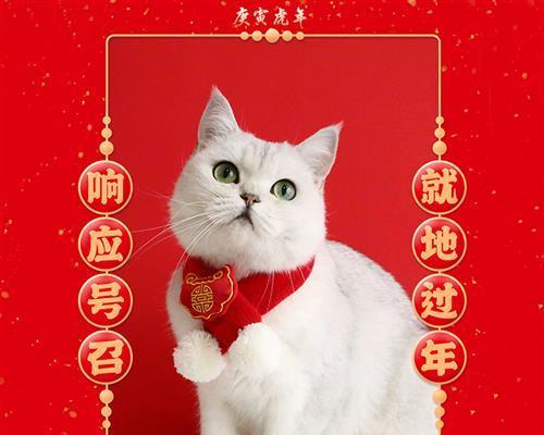 宠物小猫口水问题详解（探究小猫口水的成因和解决方法）