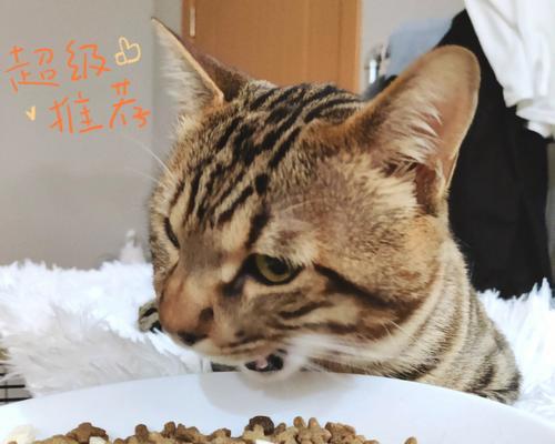 小猫吃了成猫粮后的变化（从宠物主人角度看猫咪的饮食问题）