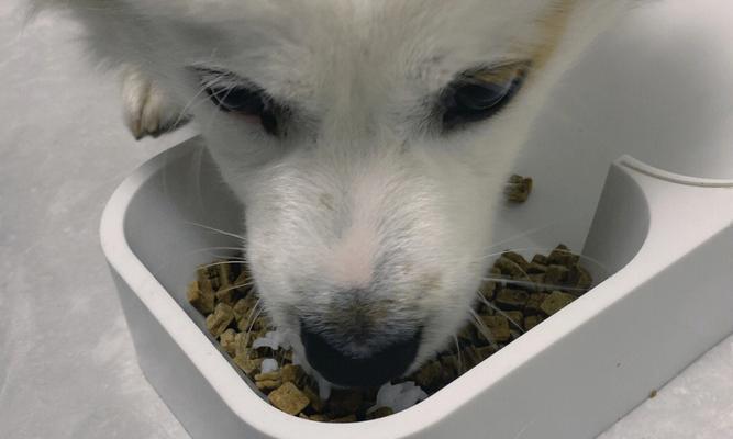 小猫误食狗粮怎么办（宠物饮食误区解析）