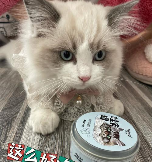 小猫吃香宠儿事件揭秘（宠物与责任）