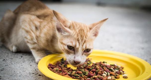 小猫吃猫粮热的好吗？——探讨宠物猫饮食健康问题