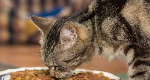 小猫吃猫粮热的好吗？——探讨宠物猫饮食健康问题