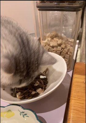 宠物猫如何获得营养均衡的饮食（从喂食量到食物种类）