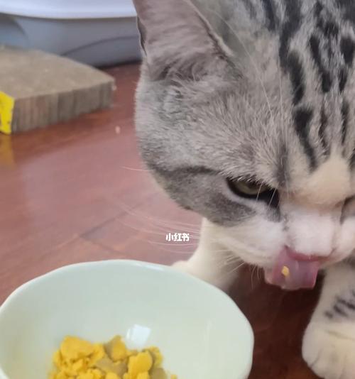 宠物小猫吃太撑怎么办（15个有效方法帮助小猫缓解胃部不适）