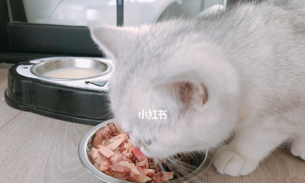 小猫吃完东西打嗝，宠物饮食健康的重要性