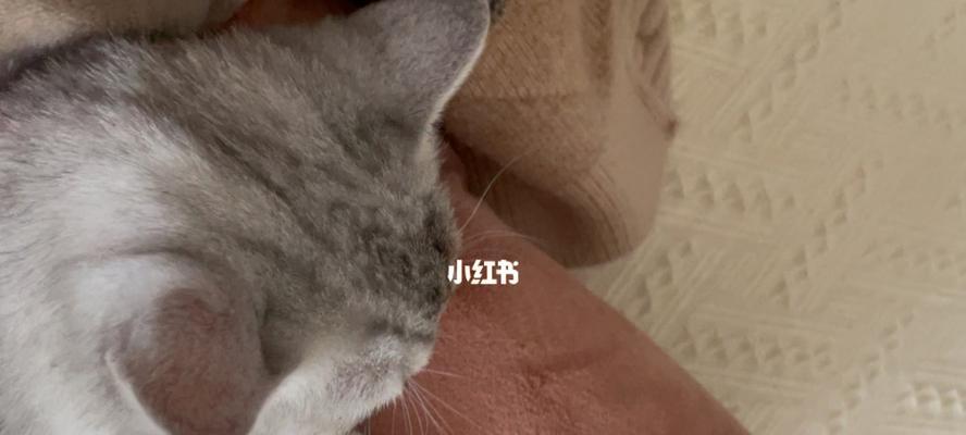 小猫为何会打呼噜（揭秘宠物打呼噜的原因与处理方法）