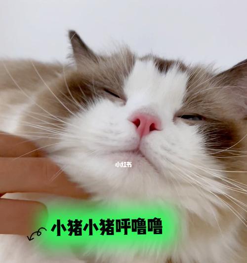 宠物小猫为什么会打呼噜（探究小猫打呼噜的原因及应对方法）