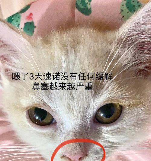 小猫打喷嚏无鼻涕！这到底是怎么回事（探究宠物小猫打喷嚏无鼻涕现象的原因与解决办法）