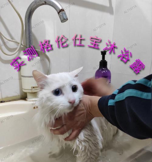 小猫打完疫苗后可否洗澡（宠物护理必知）