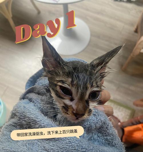 小猫到家不吃不喝，主人该怎么办（宠物的饮食问题需要引起重视）