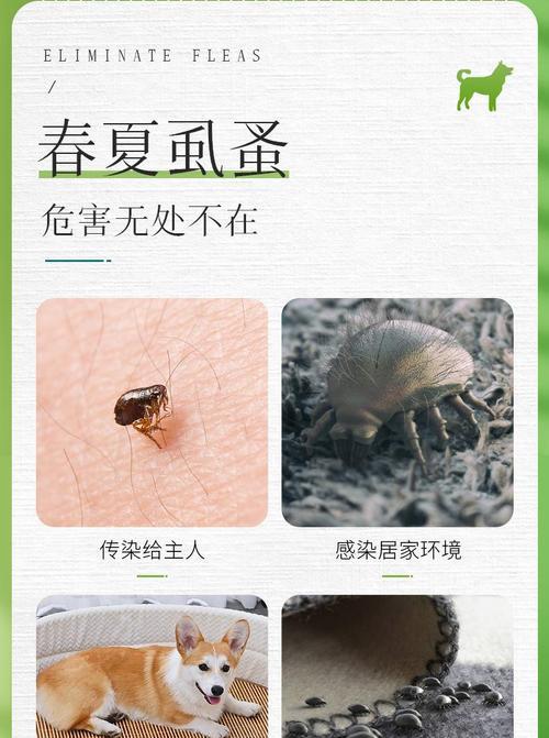 小猫感染螨虫，如何应对（宠物螨虫感染的危害及预防措施）