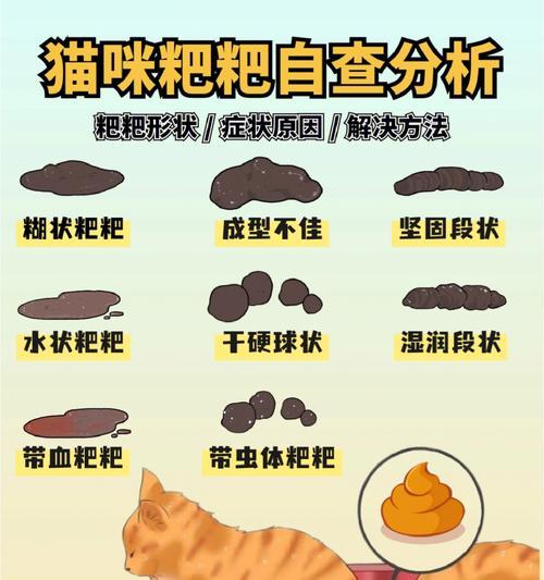 宠物小猫的软便便问题（了解原因）