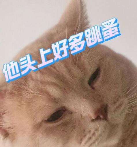 小猫身上长虫子怎么办（宠物虫子防治指南）