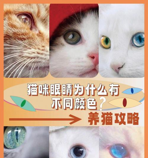 小猫瞳孔的颜色揭秘（探究宠物瞳孔的神秘世界）