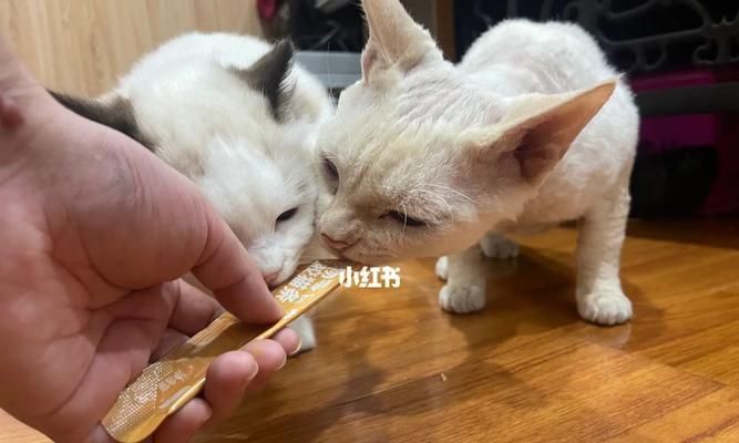 宠物健康（了解小猫肚账的常见问题和治疗方法）