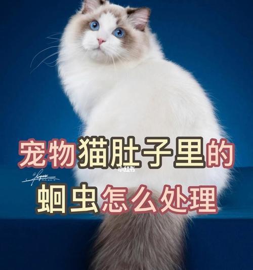 小猫肚子大的原因及处理方法（探究小猫肚子大的原因）