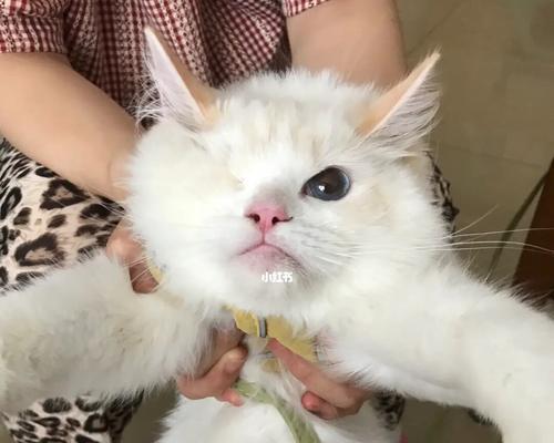 宠物小猫肚子鼓鼓（了解小猫的饮食、生活习惯）