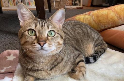 宠物小猫肚子鼓鼓（了解小猫的饮食、生活习惯）