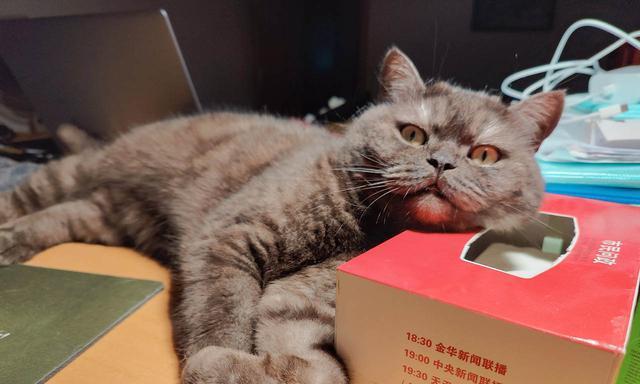 小猫为何对猫粮不感兴趣（探究小猫拒食猫粮的原因及解决方法）