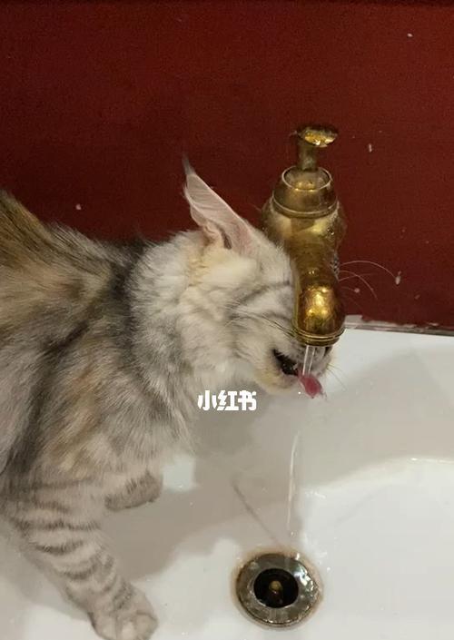 小猫什么时候可以喝水（宠物猫的饮水需求及如何正确喂水）